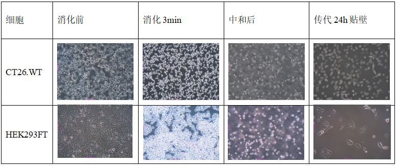 Trypelectase 重组胰蛋白酶