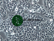 HL-7702(L-02)人肝细胞【HELA衍生物】