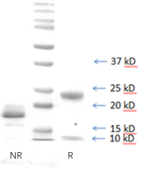 Trypelectase 重组牛胰蛋白酶