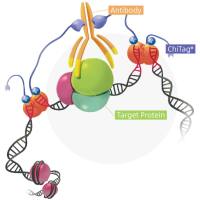 NovoNGS® CUT&Tag 4.0 High-Sensitivity Kit (for Illumina®)