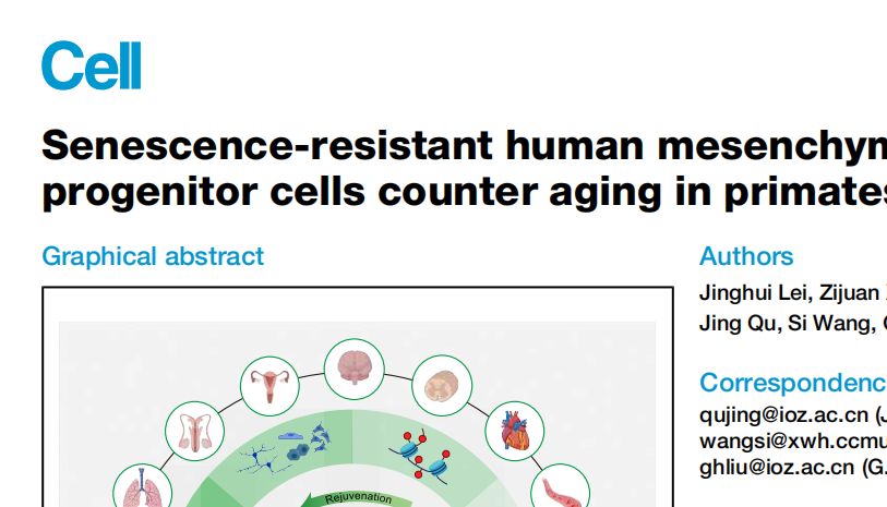【文献解读】IF=42.5 助力灵长类动物衰老逆转实验
