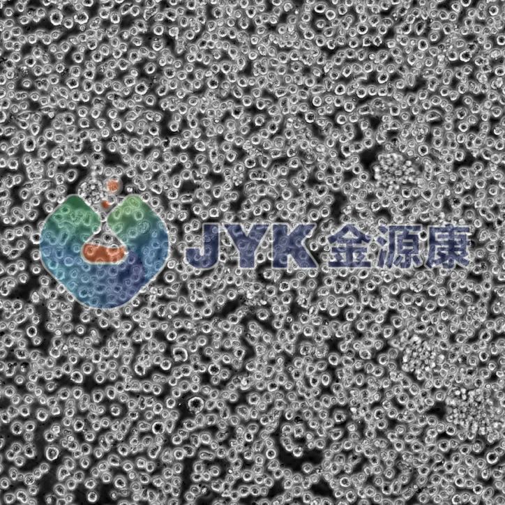 细胞干货 | 人单核细胞白血病（THP-1）细胞培养攻略