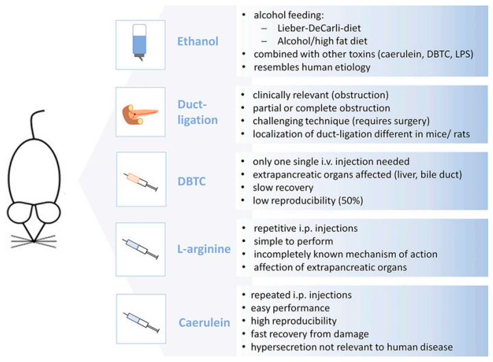 消化赛道再加速！南模生物慢性胰腺炎模型，让药效评价快人一步
