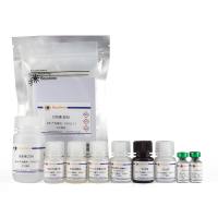 Human Ghrelin ELISA Kit