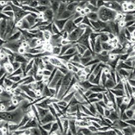 SW480细胞TP53基因敲除株