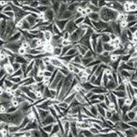 SW480细胞TP53基因敲除株