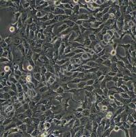 4T1 ；小鼠乳腺癌细胞 （种属鉴定）