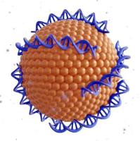 抗TfR抗体修饰pH敏感脂质体协同递送阿霉素与伊立替康用于胶质瘤治疗