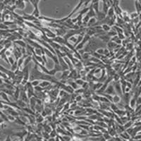 GC-1 spg细胞Pkd1基因敲除株