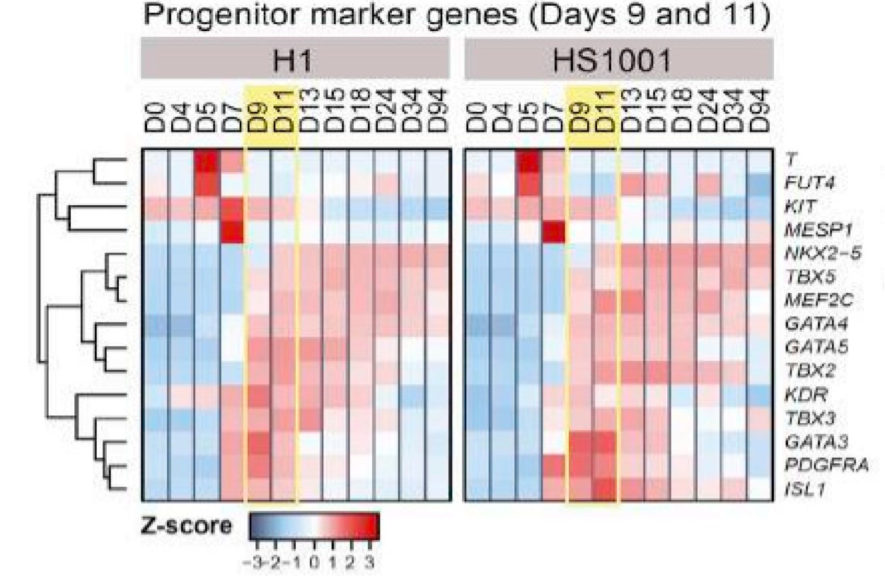 两种不同的细胞系中PSCs-CMs 94天分化各阶段特征性基因表达图谱