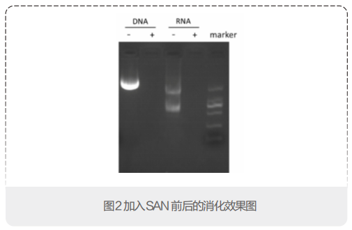 耐高盐全能核酸酶(SAN)，更高盐耐受型