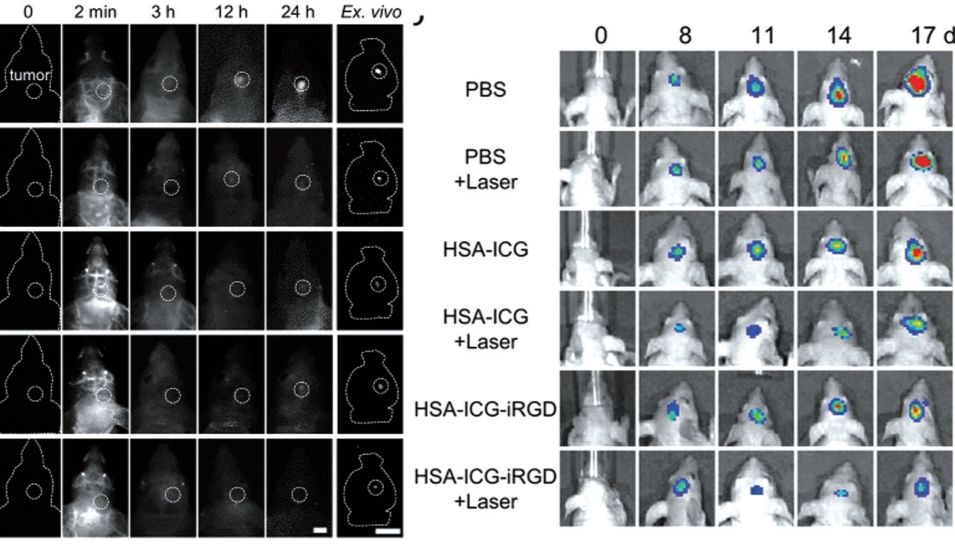 小胶质细胞研究难？这篇攻略解锁关键技术方案
