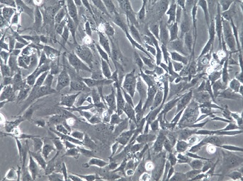 HSF人皮肤成纤维细胞株【免疫荧光鉴定】