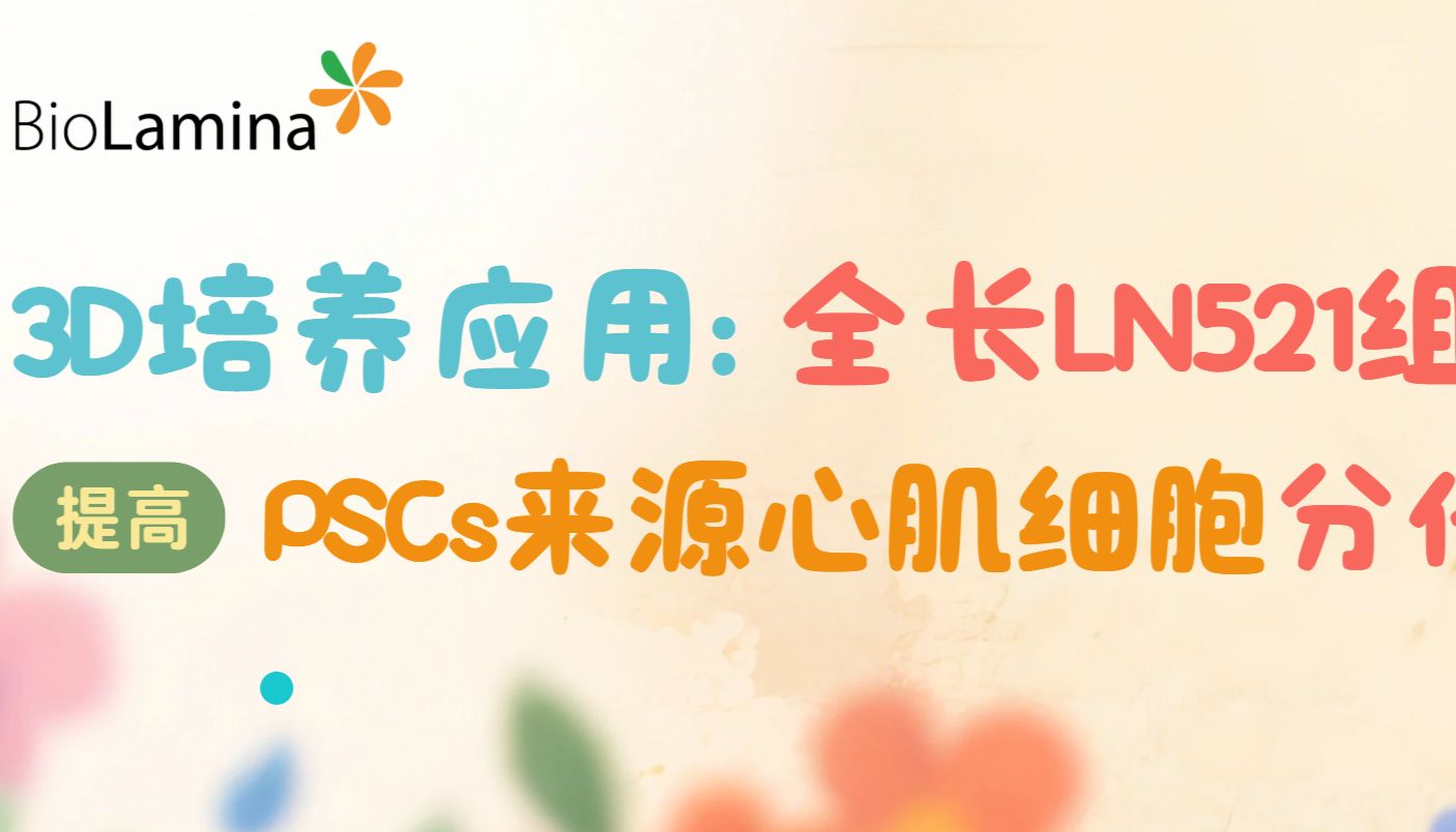 3D培养应用之全长LN521组合221提高PSCs来源心肌细胞分化效率