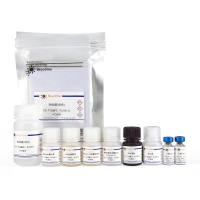Rat Leptin ELISA Kit