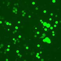 GFP标记的人慢性髓原白血病细胞Cas9稳定表达细胞系 