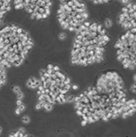 THP-1细胞TNFR1和TNFR2双基因敲除株 