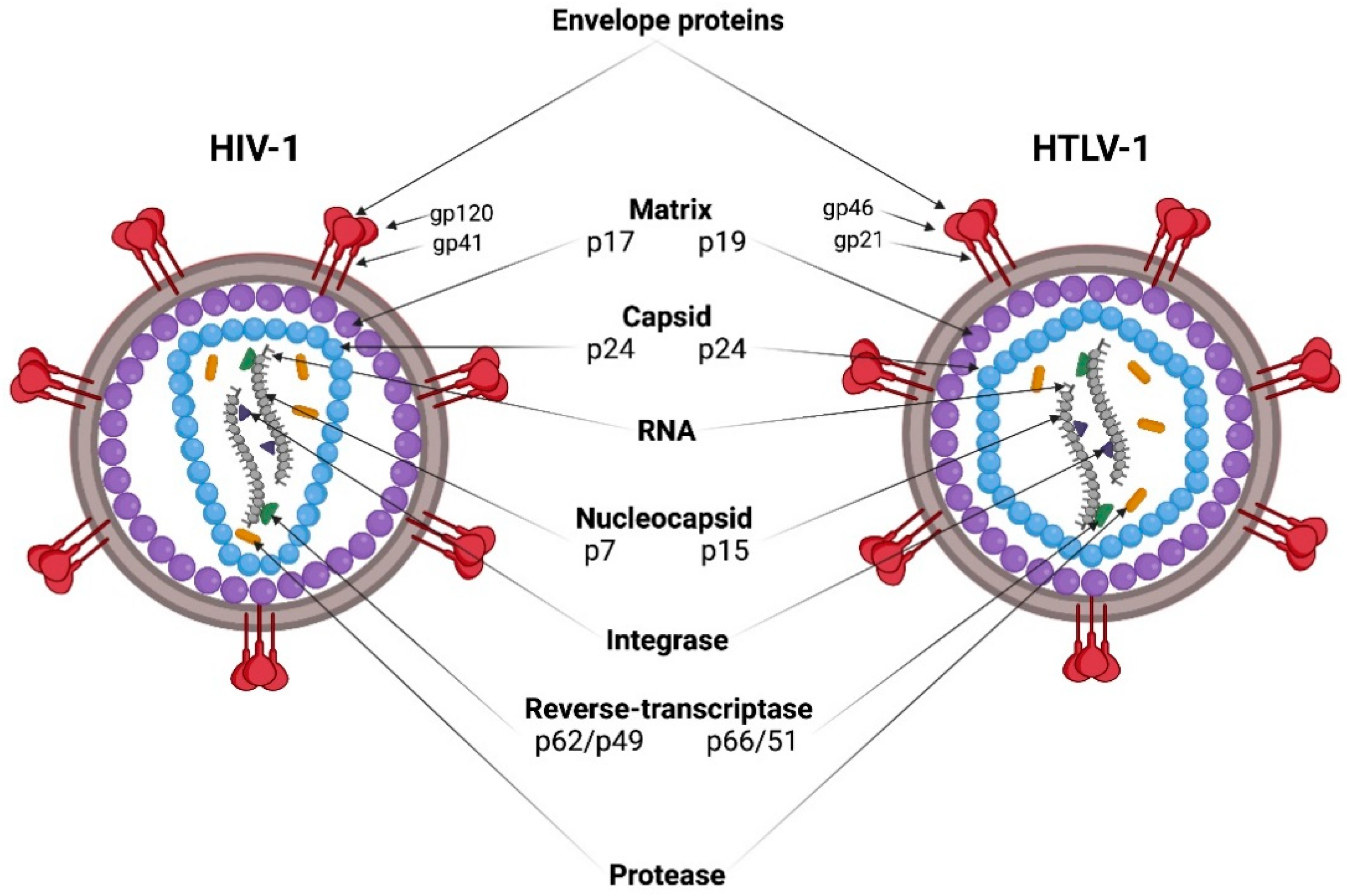 Nature子刊|白血病病毒（HTLV-1）潜伏调控机制及潜在治疗新靶点