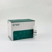 ADGRA1基因过表达细胞株