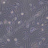 3T3-L1 ；小鼠前脂肪胚胎成纤维细胞（种属鉴定）