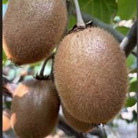 猕猴桃基因编辑