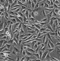 BT-549细胞PDK1基因敲除株