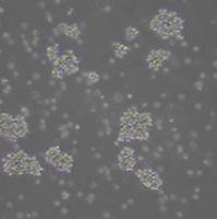 人T淋巴细胞白血病细胞Cas9稳定表达细胞系