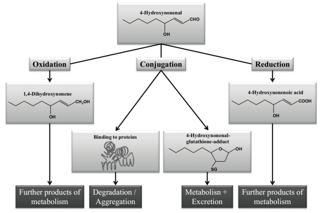 前沿修饰代谢醛修饰4-HNE的生理与病理作用：脂质过氧化产物的修饰机制与疾病关联