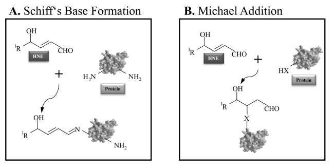前沿修饰代谢醛修饰4-HNE的生理与病理作用：脂质过氧化产物的修饰机制与疾病关联