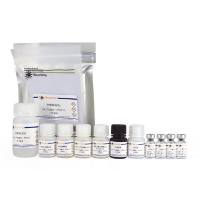 Mouse IFN-β ELISA Kit