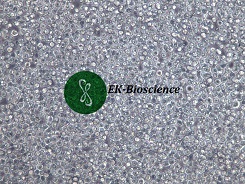 HL-60人原髓细胞白血病细胞【已通过STR鉴定】