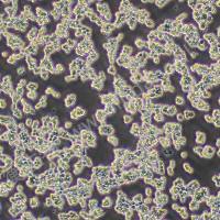 RAW264.7；小鼠单核巨噬细胞白血病细胞