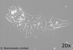 TGF-β1 PLUS (Qk010) 在含化学成分确定的血清和无饲养层的 iPSC 培养中，浓度为 1 ng/ml 时，仍能维持多能性和良好的菌落形态