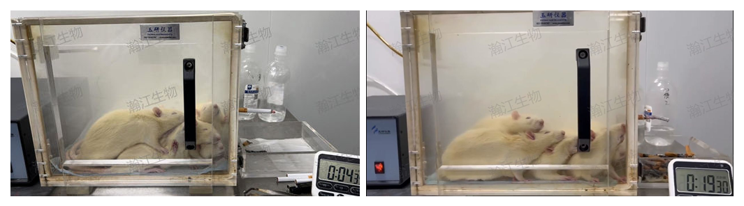 香烟烟雾(CS)诱导——大鼠慢阻肺COPD模型