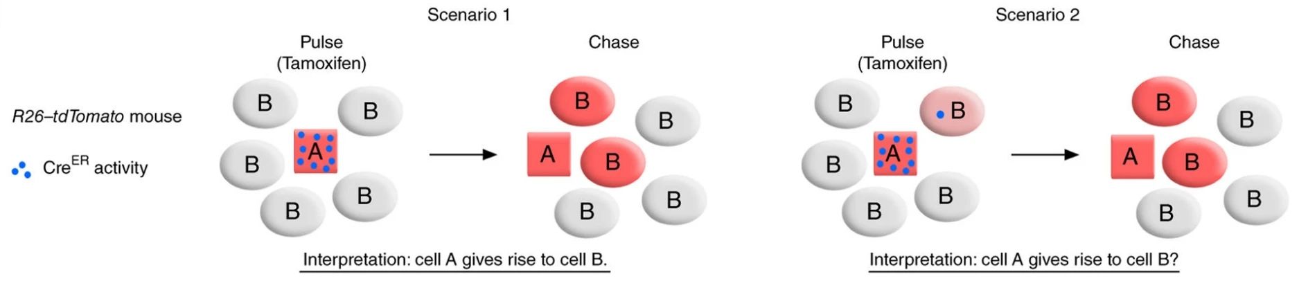 谱系示踪的难点——基因标记的异位表达如何避免？（下）