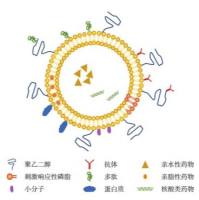 VEGF适配体 和TNF-α适配体修饰Cy3/Cy5双标记的脂质体负载地塞米松和 贝伐单抗