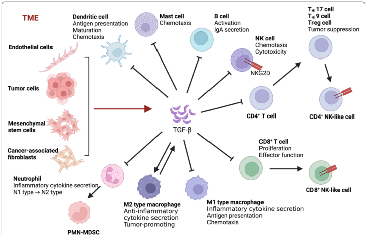 TGF-β1功能解析：从信号调控到疾病关联，ELISA 1h快检助您高效探索