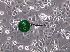KLE人子宫内膜腺癌细胞价格、货期