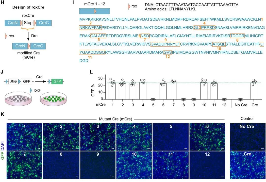 谱系示踪的难点——基因标记的异位表达如何避免？（下）