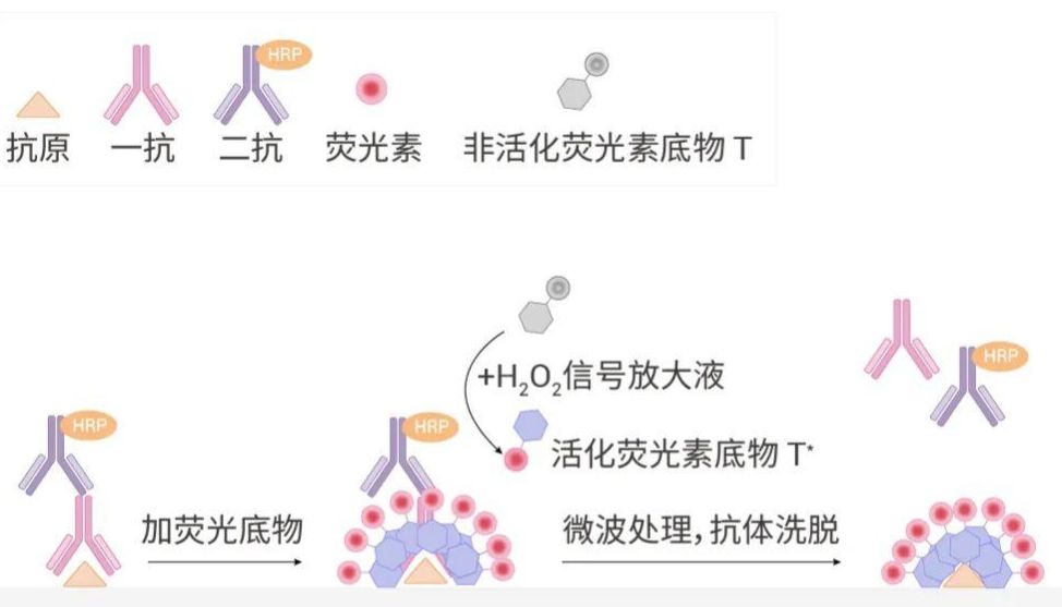 多重荧光染色-标准实验流程