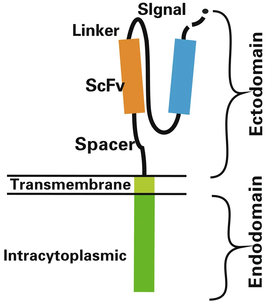 「新品速递」通用型Whitlow218 Linker兔单抗，高效助力CAR流式细胞检测