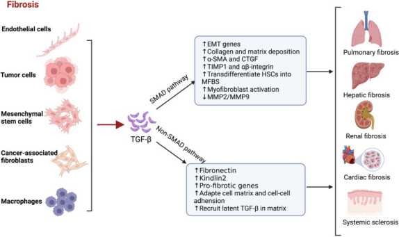 TGF-β1功能解析：从信号调控到疾病关联，ELISA 1h快检助您高效探索