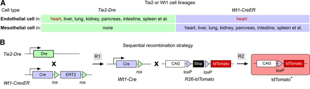 谱系示踪的难点——基因标记的异位表达如何避免？（下）