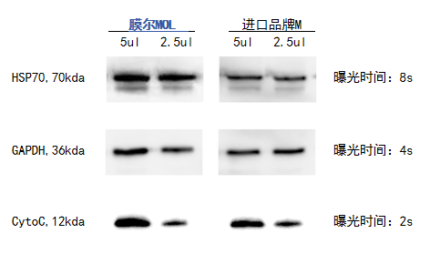 【可申请试用】“膜”力加倍!膜尔新材战神级PVDF膜横扫WB翻车现场—0.45μm精准孔径狙杀各类蛋白,背景纯净如冰川