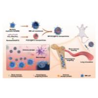 负载硼替佐米的聚己内酯-聚乙二醇-聚己内酯纳米颗粒被骨髓瘤细胞膜包裹 BTZ@PCL-PEG-PCL@MM