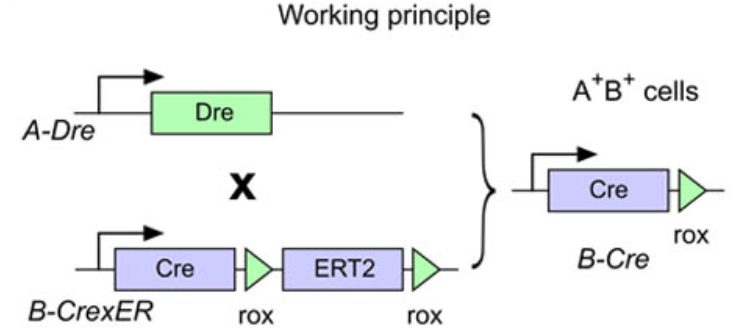 谱系示踪的难点——基因标记的异位表达如何避免？（下）