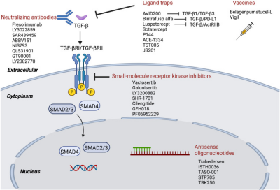 TGF-β1功能解析：从信号调控到疾病关联，ELISA 1h快检助您高效探索