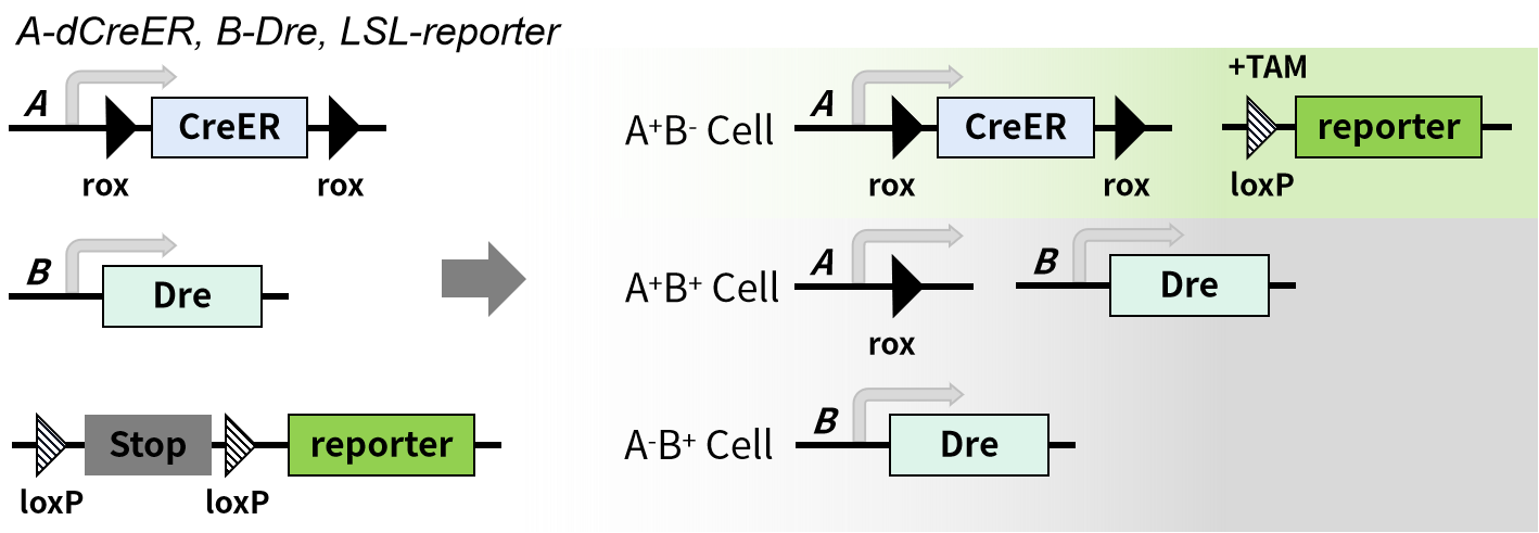 谱系示踪的难点——基因标记的异位表达如何避免？（下）