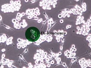 SK-MEL-1人皮肤黑色素瘤细胞【已通过STR鉴定】