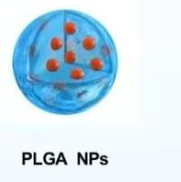 负载紫草素和多西他赛的聚乳酸-羟基乙酸共聚物纳米颗粒被适配体AS1411（Ap）和透明质酸修饰 SHK/DTX@PLGA NPs-AS1411/HA
